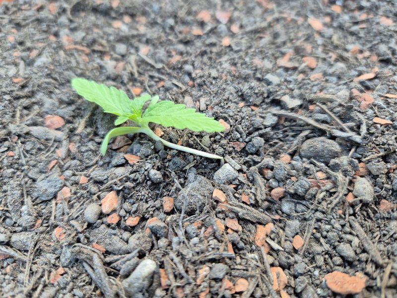 When Scratching Becomes A Sign Of Garden Bed Damage