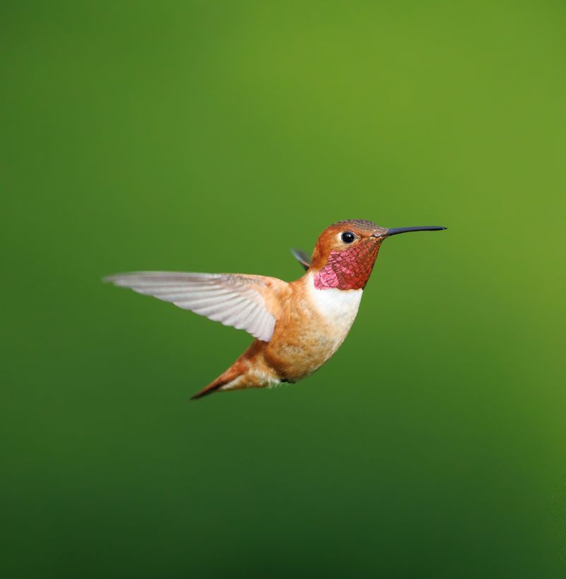 When The Last Hummingbirds Typically Leave When The Last Hummingbirds Typically Leave