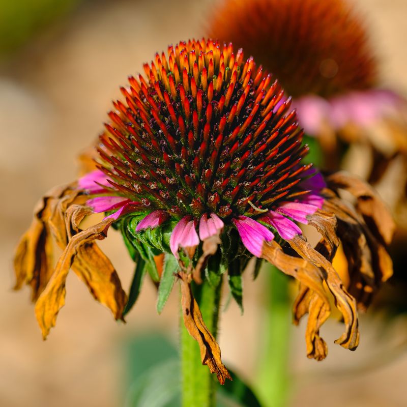 When The Petals Droop And Turn Brown When The Petals Droop And Turn Brown