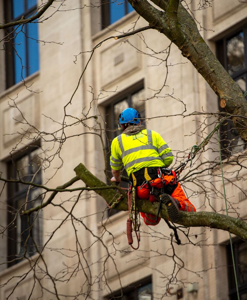 When To Call A Certified Arborist When To Call A Certified Arborist