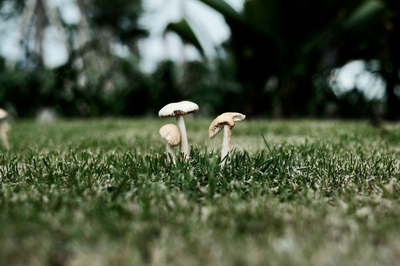 When To Call A Professional About Lawn Mushrooms When To Call A Professional About Lawn Mushrooms