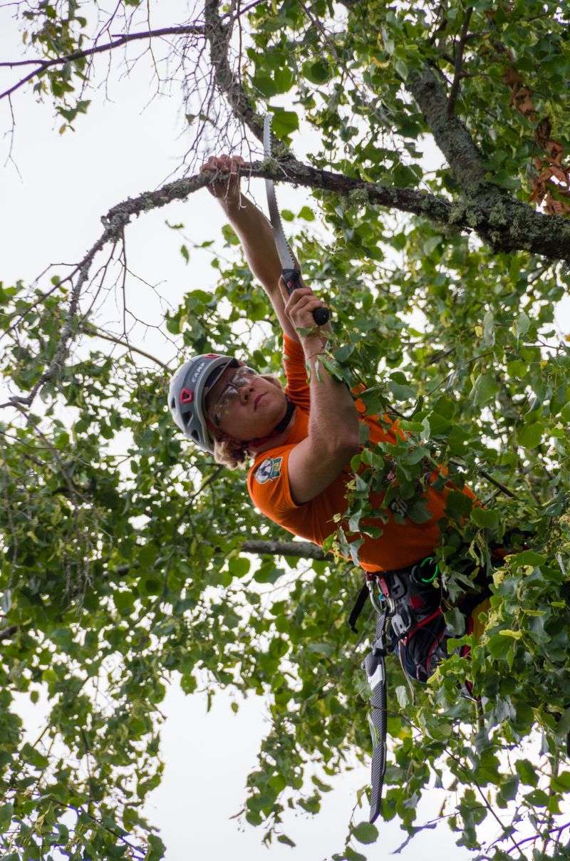 When To Call An Arborist Versus DIY Management When To Call An Arborist Versus DIY Management