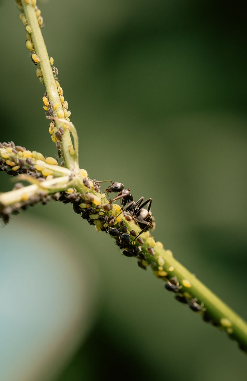 When To Worry About Other Pests Instead When To Worry About Other Pests Instead