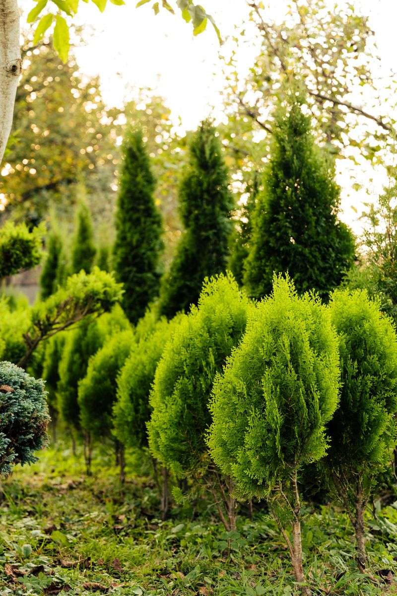Where And How To Plant It For Best Results