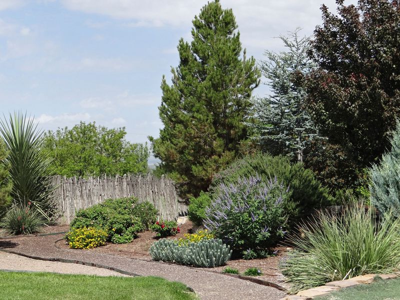 Where And How To Plant It In Your Yard Where And How To Plant It In Your Yard