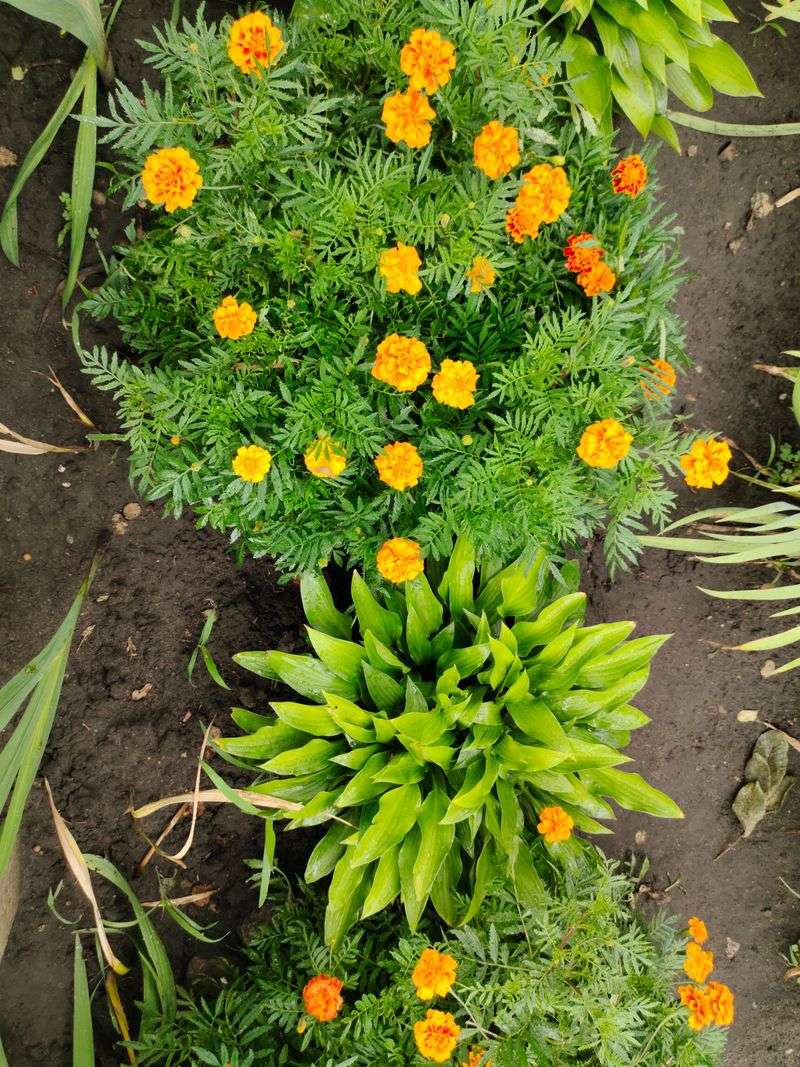 Where And What To Plant Them Beside Where And What To Plant Them Beside