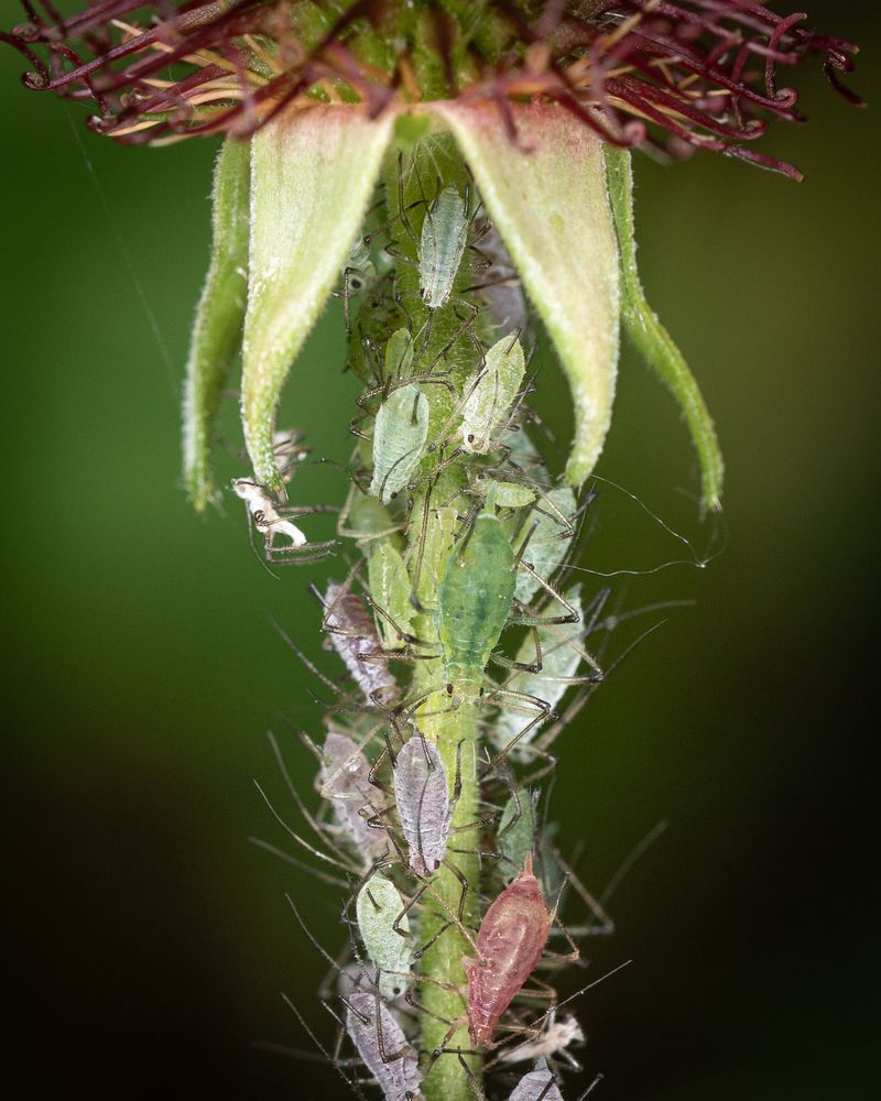 Where Aphids Hide And Multiply Unnoticed
