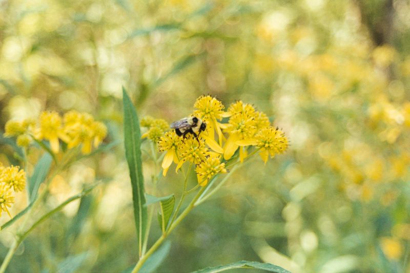Where Golden Alexanders Still Grow In Connecticut