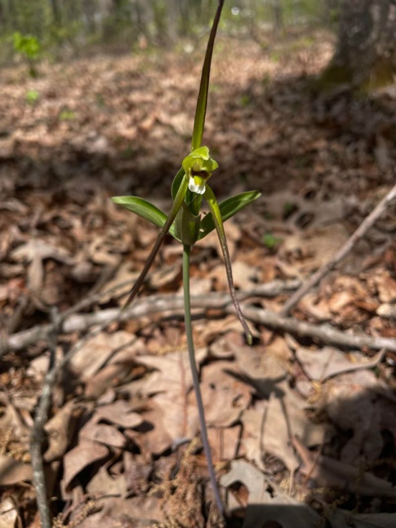 Where It Grows In Virginia