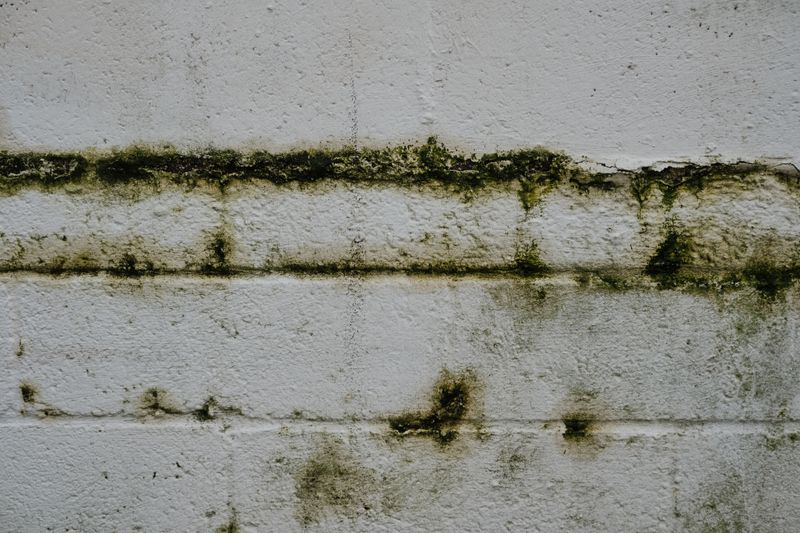 Where Mildew Hides Best Around Your Property