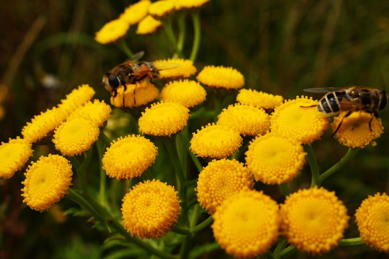 Where Tansy Tends To Grow Best In Nebraska