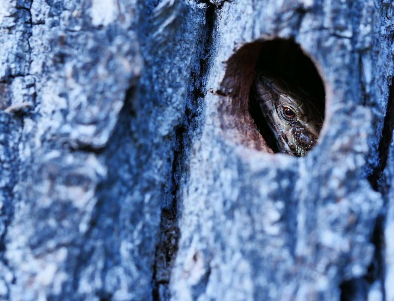 Where These Lizards Like To Hide