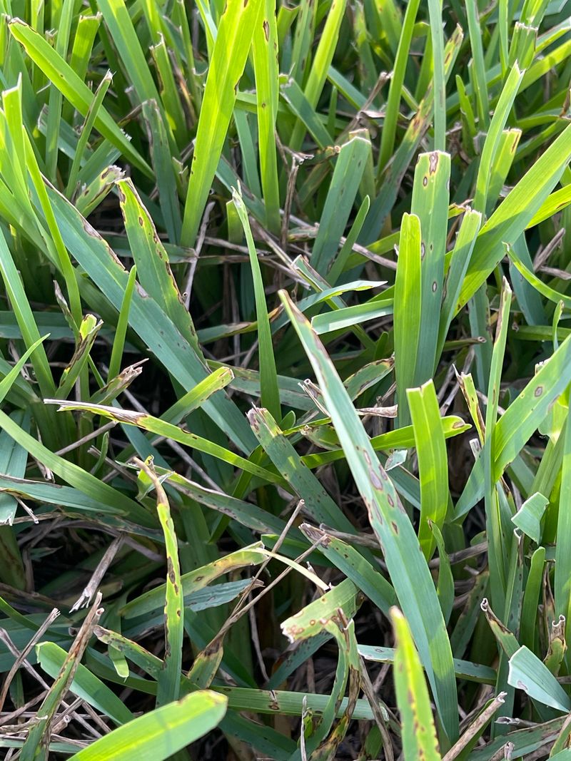 Where These Pests Hide In Your Lawn