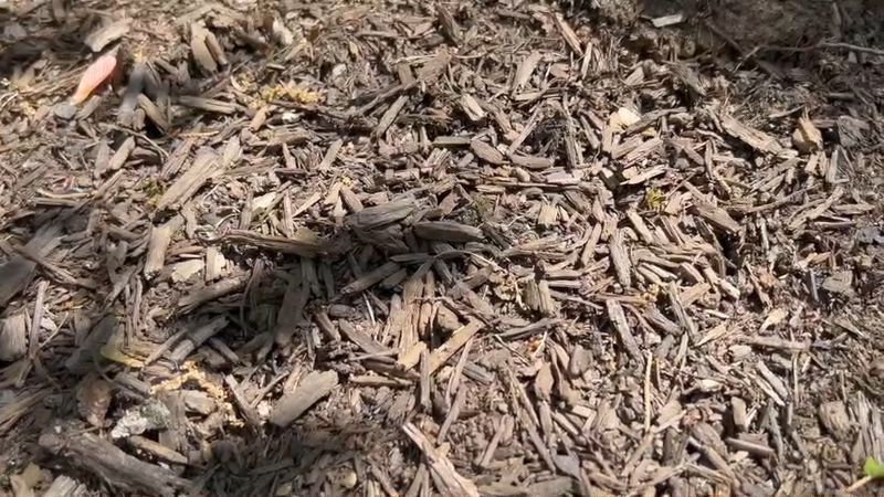 Where This Ant Likes To Nest Around Your Property Where This Ant Likes To Nest Around Your Property