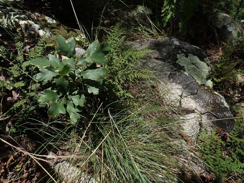 Where This Endemic Oak Grows In The Wild
