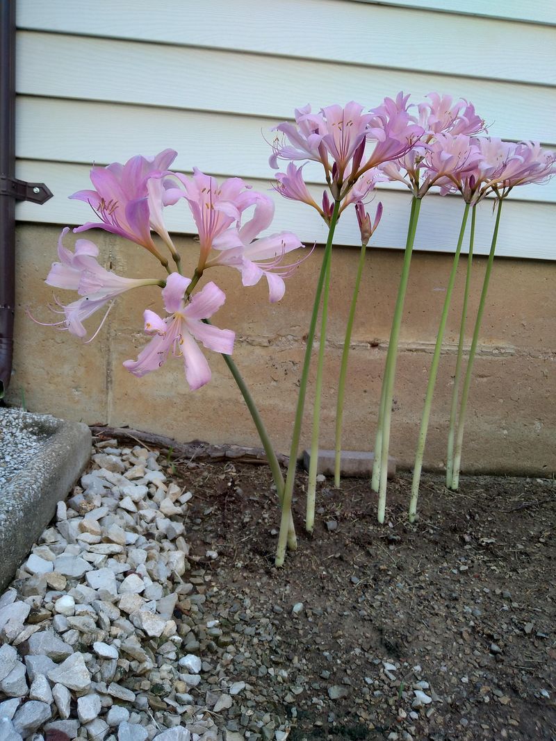 Where This Plant Originally Came From Where This Plant Originally Came From