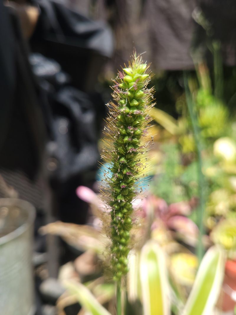Where This Weed Is Now Appearing In Missouri