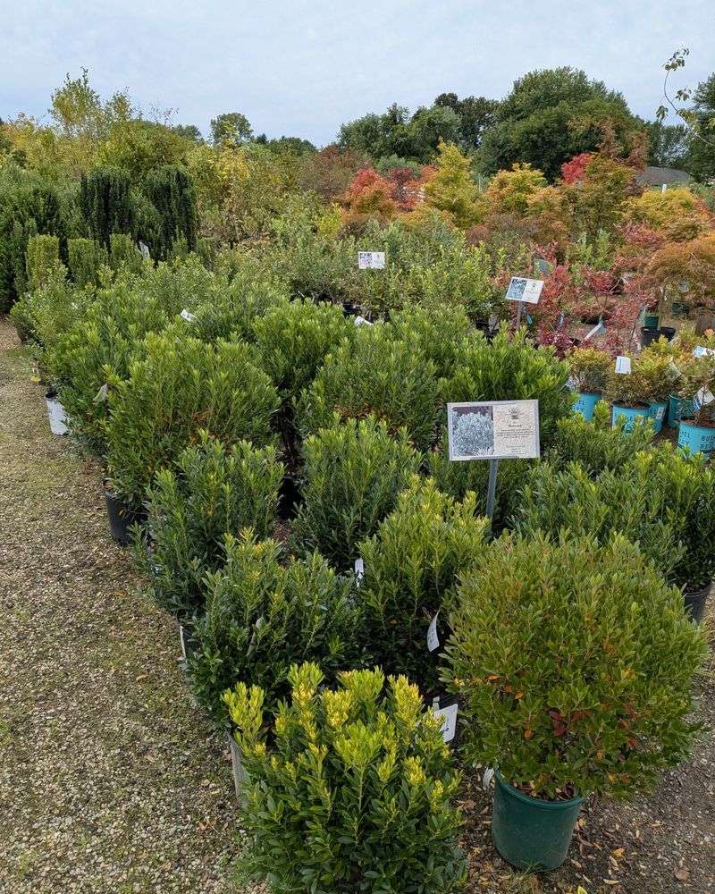 Where To Buy Inkberry Holly And Best Cultivars To Try Where To Buy Inkberry Holly And Best Cultivars To Try