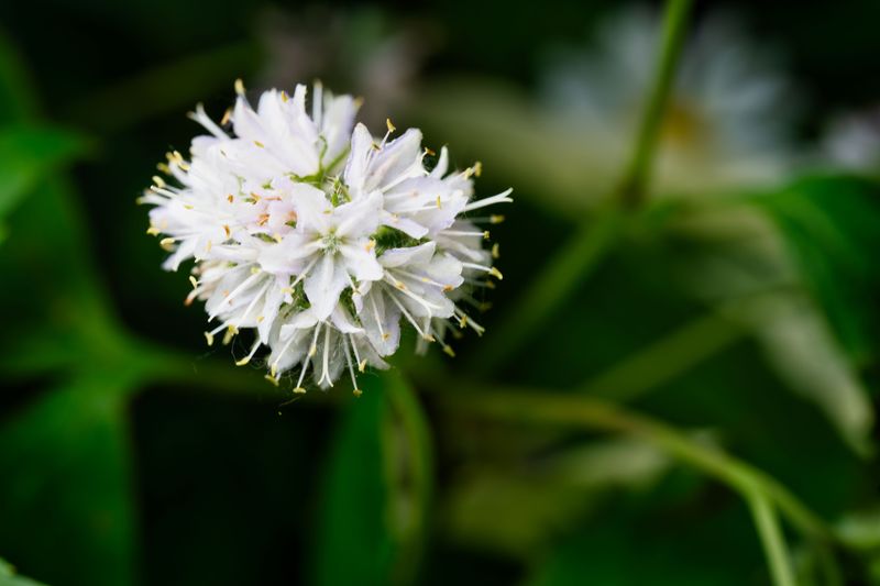 Where To Find New Jersey Tea For Your Garden