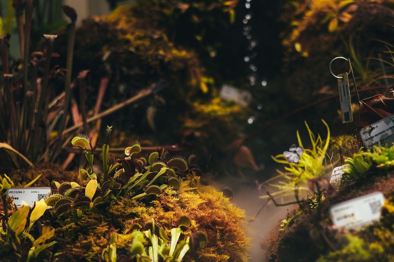 Where To Find The Carnivorous Plant Booth