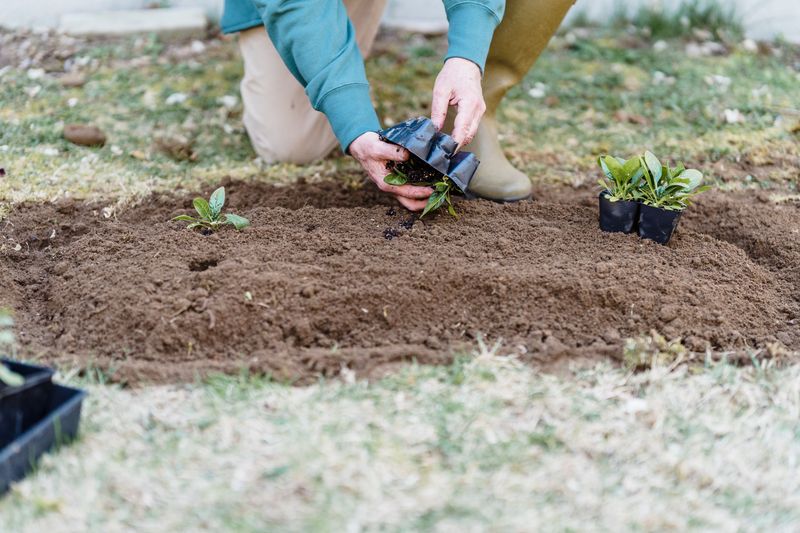 Where To Plant It For Maximum Impact