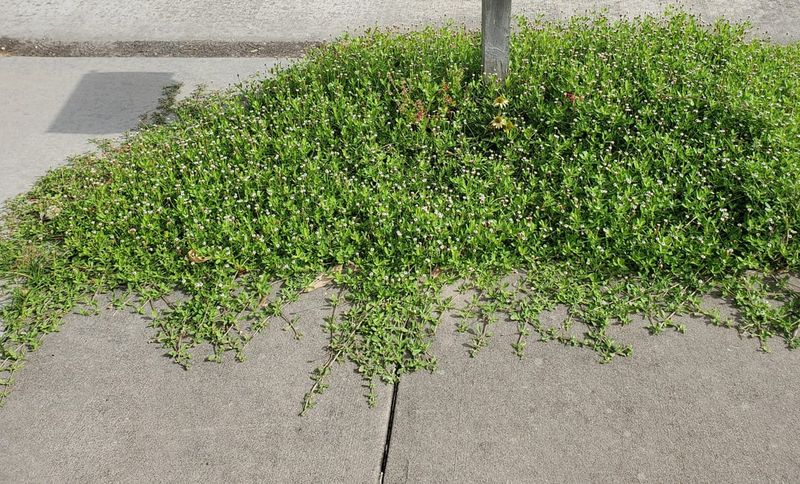 Where To Plant Texas Frogfruit Around Beds And Borders Where To Plant Texas Frogfruit Around Beds And Borders