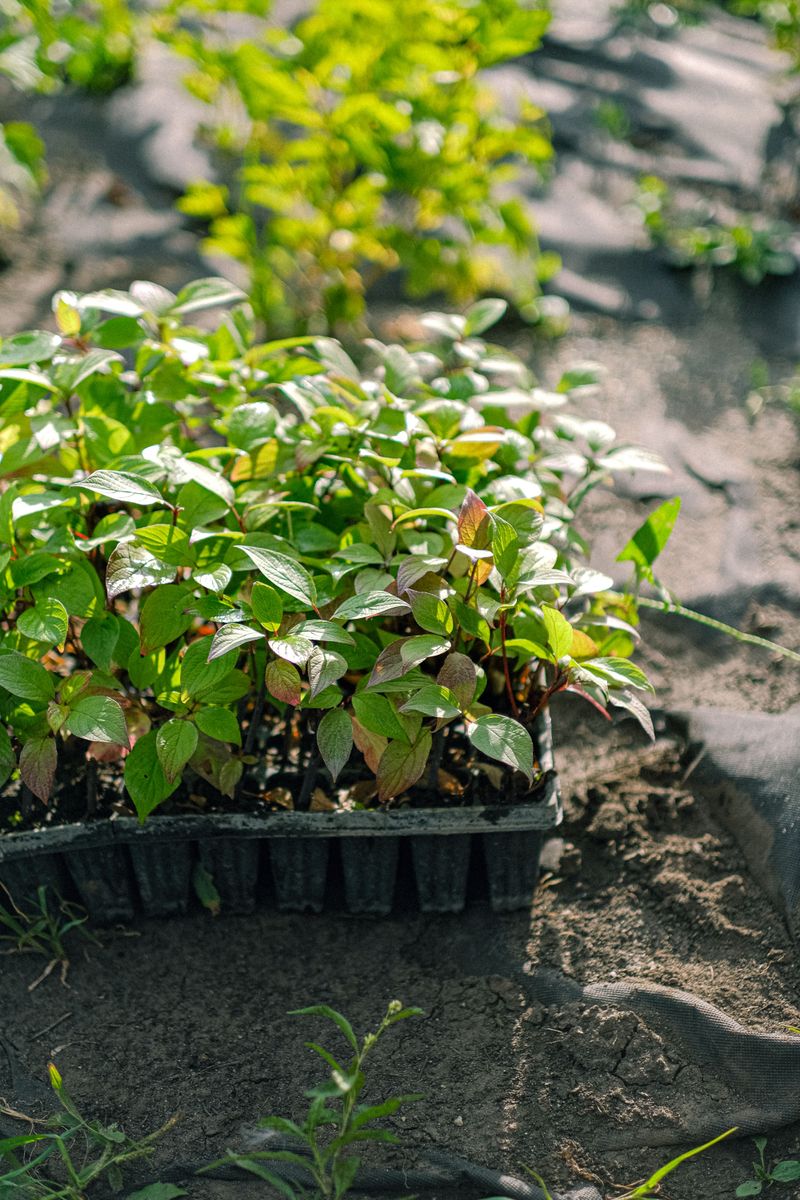Where To Source True Native Plants And Seeds Where To Source True Native Plants And Seeds