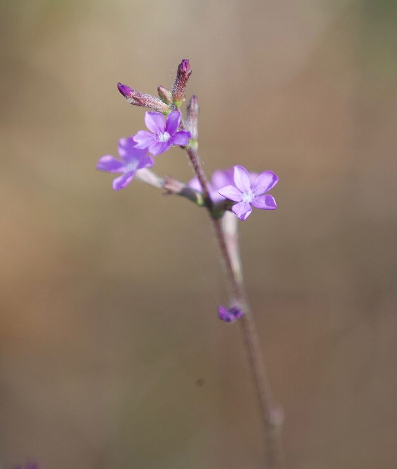 Where To Spot Bluehearts Blooming Across Alabama