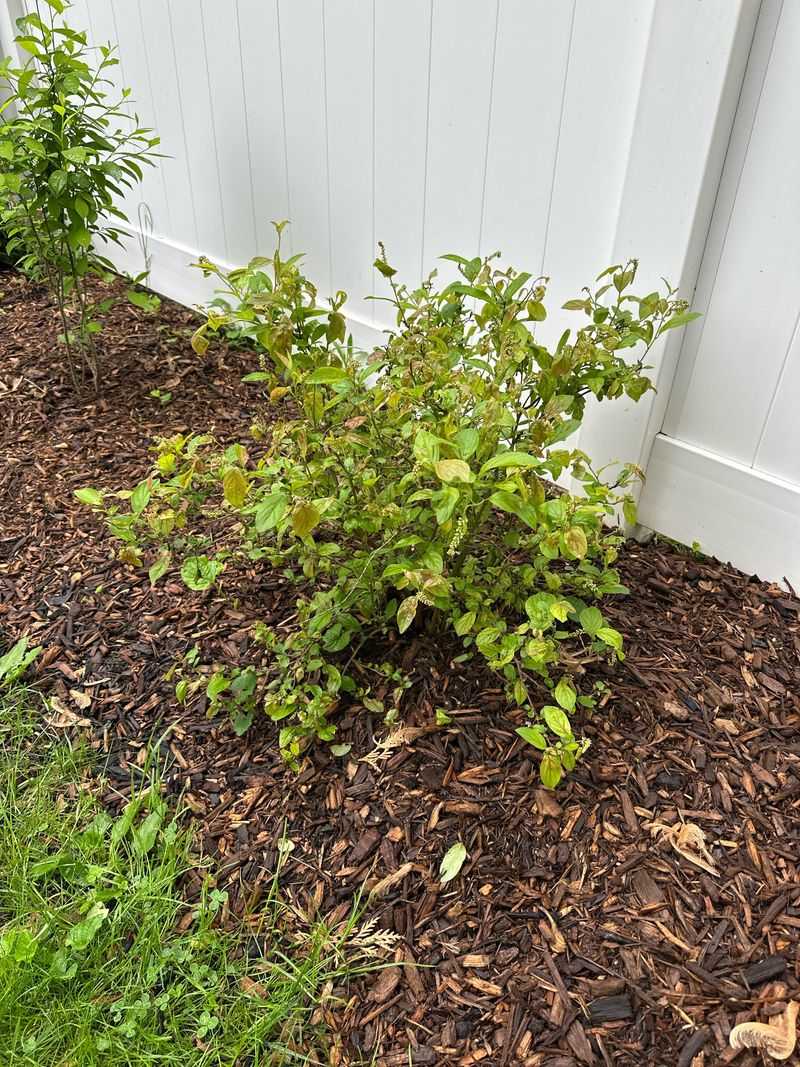 Where Virginia Sweetspire Fits Best In Your Landscape