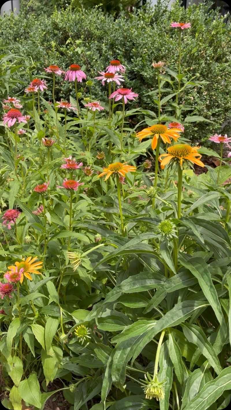 Where Volunteer Seedlings Appear And How To Move Them