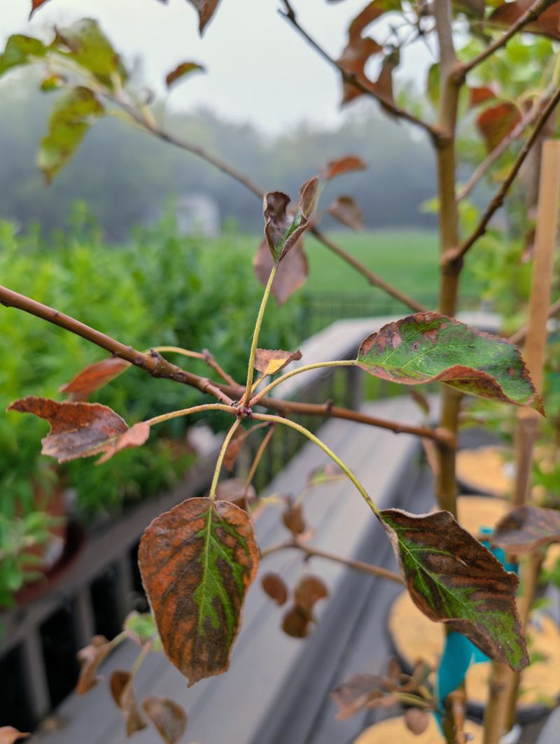 Which Fruit Trees Are Most At Risk This Season