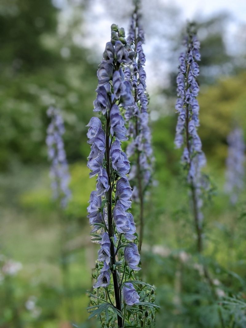 Which Pennsylvania Garden Flowers Benefit Most Which Pennsylvania Garden Flowers Benefit Most