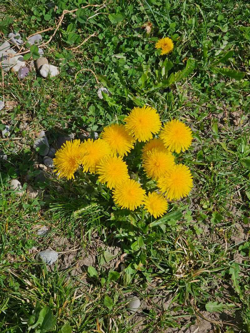 Which Perennial Weeds Are Worth Treating In September