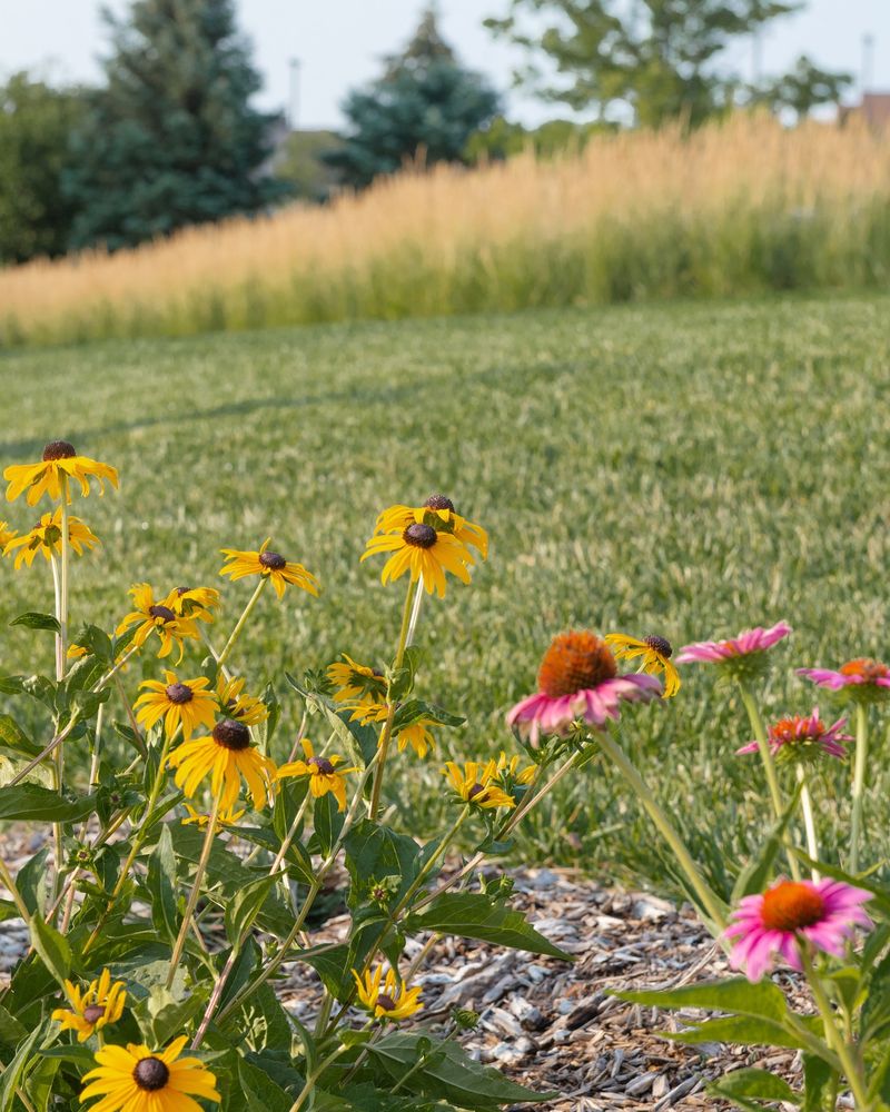 Which Perennials To Leave Standing Through Nebraska Winters