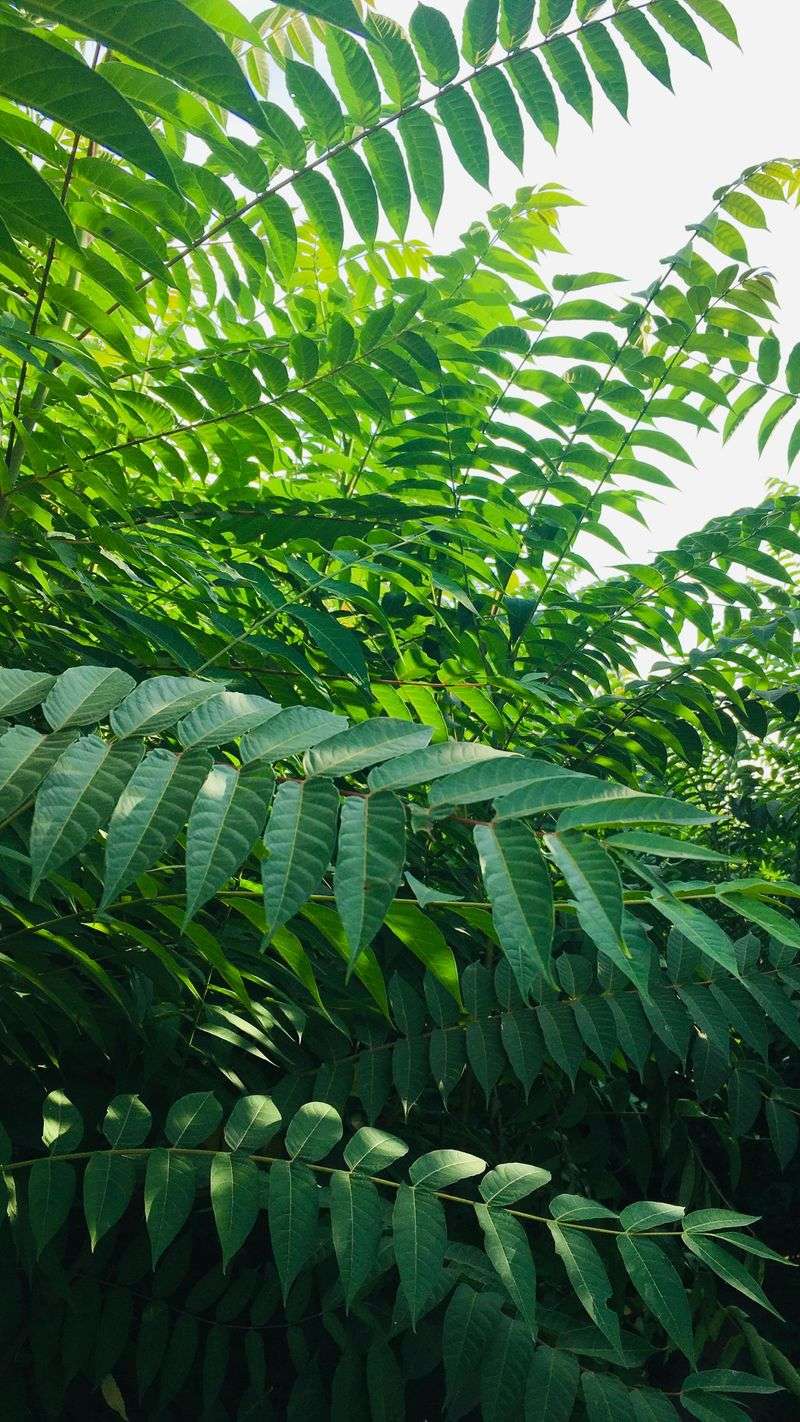 Which Plants And Trees Are Most Vulnerable