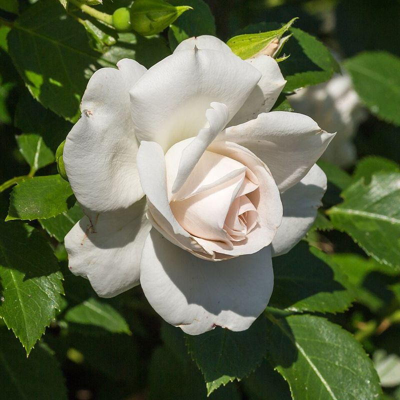 Which Plants Are Most At Risk