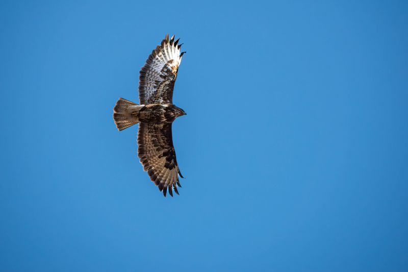 Which Raptors Are Passing Through Right Now