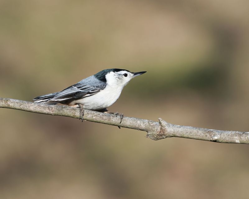 Which Species Are Showing Up Most Right Now Which Species Are Showing Up Most Right Now