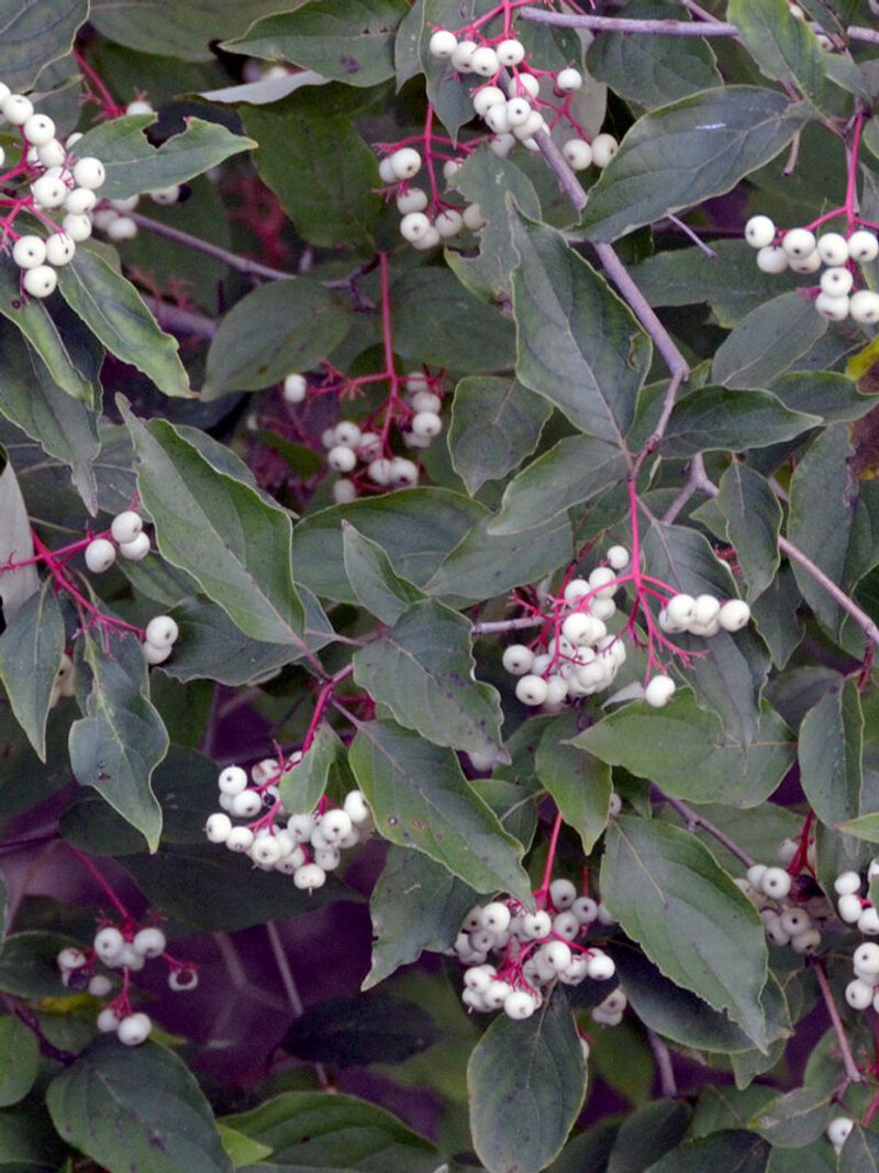 White Berries Arrive Right As Migration Picks Up