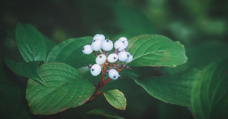 White Berries Attract Dozens Of Bird Species In Fall