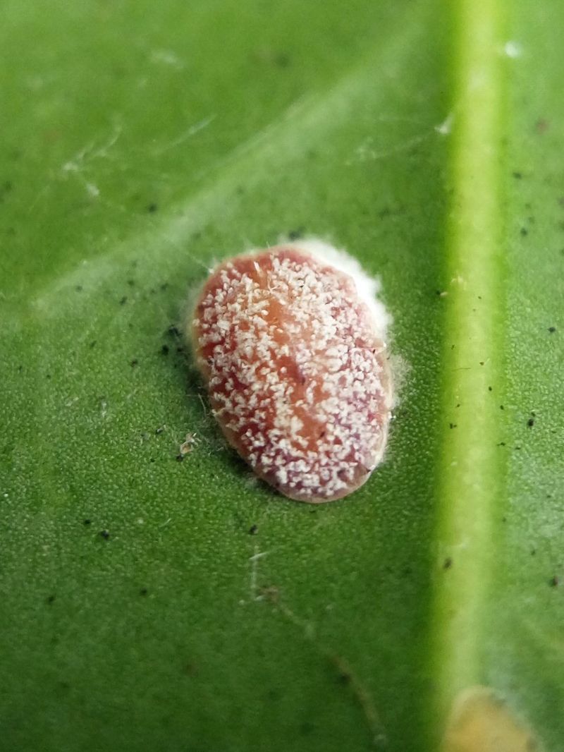 White Cottony Masses Help Identify The Pest White Cottony Masses Help Identify The Pest