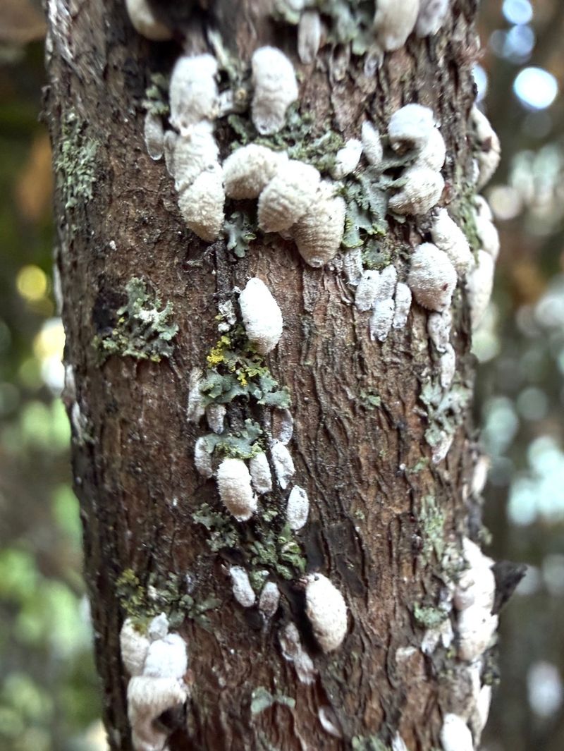 White Crusty Spots Point To A Different Sap Feeder White Crusty Spots Point To A Different Sap Feeder