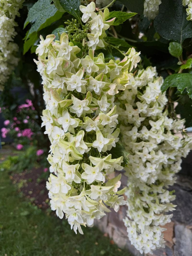 White Flower Clusters Add Color In Early Summer
