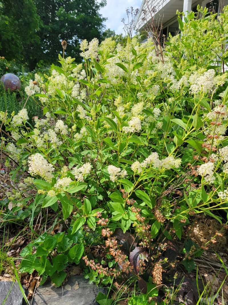 White Flower Clusters Brighten The Shrub During Summer