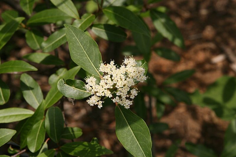 White Flower Clusters Open Across The Branches White Flower Clusters Open Across The Branches