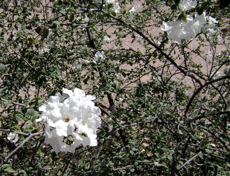 White Flowers Add Color From Spring Into Fall White Flowers Add Color From Spring Into Fall