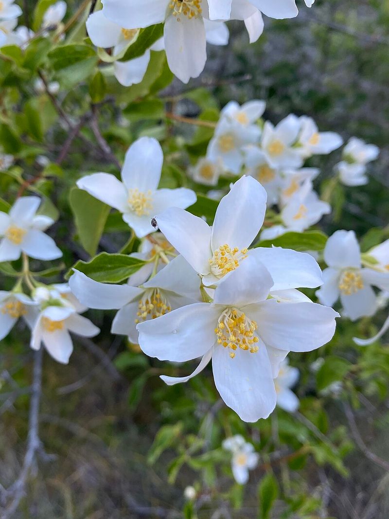 White Flowers Brighten The Landscape White Flowers Brighten The Landscape