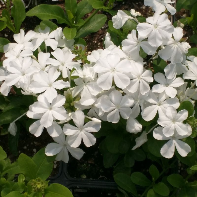 White Flowers Continue From Summer Into Fall