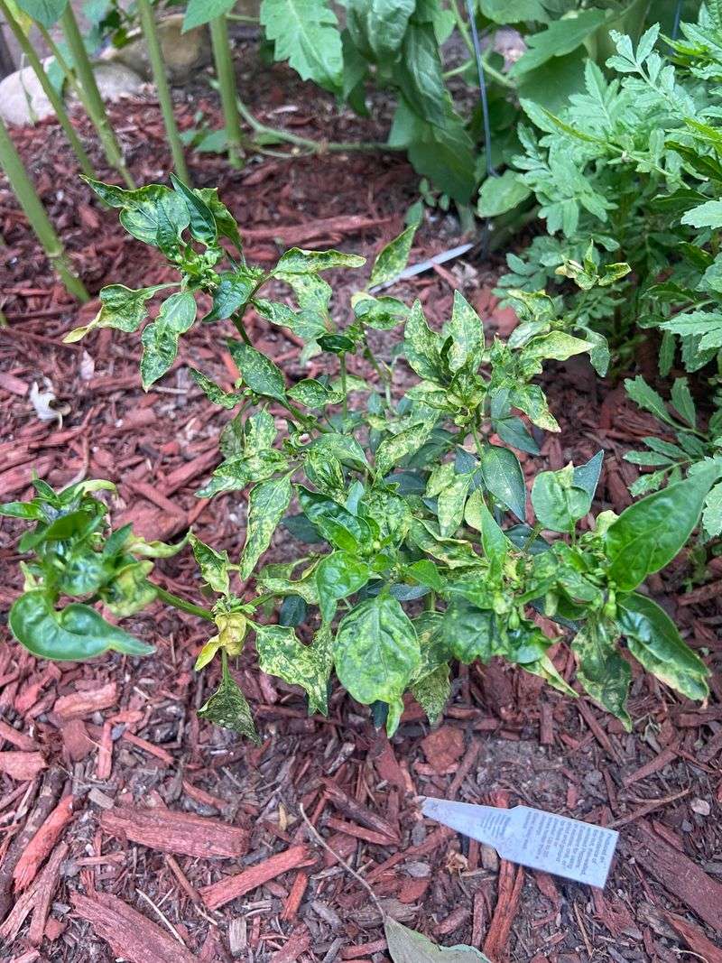 White Growth Can Reveal Southern Blight