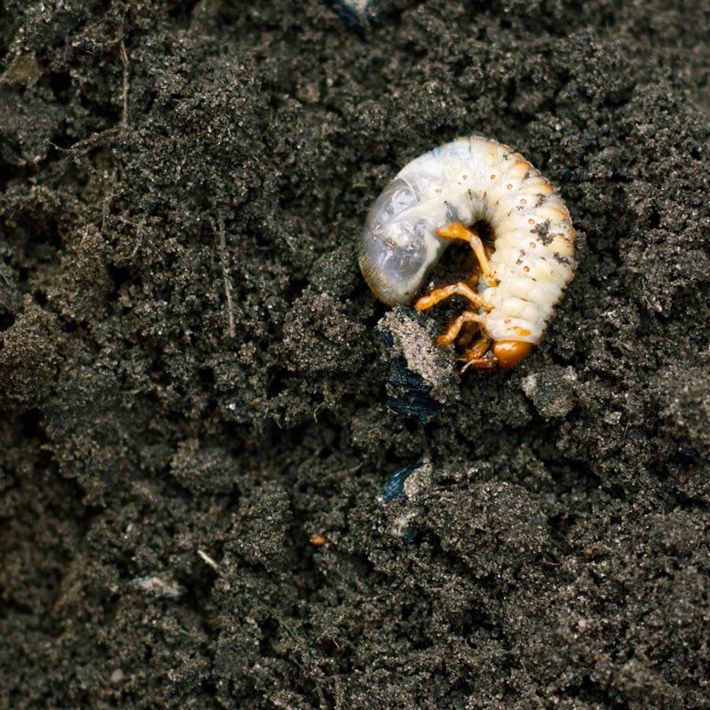 White Grubs Become Easier To Find After Rain